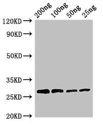 Papaya proteinase 4 Antibody