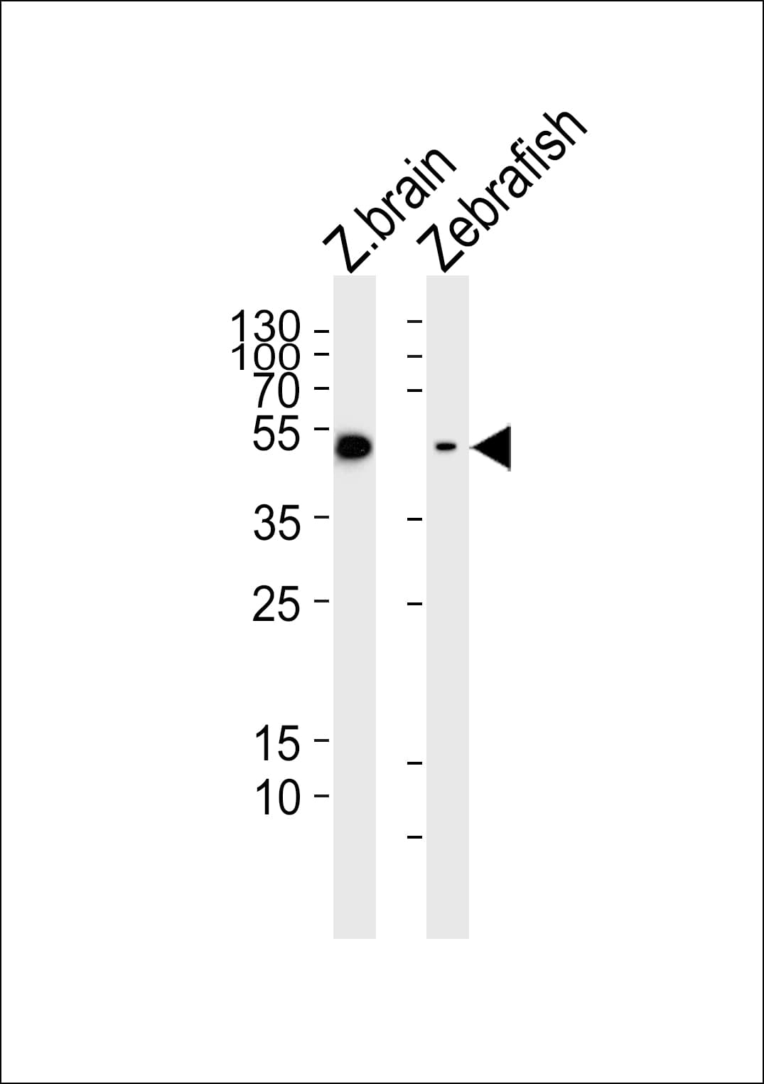 Polyclonal Rabbit anti-Zebrafish GFAP Antibody (aa2-36, IHC, WB)