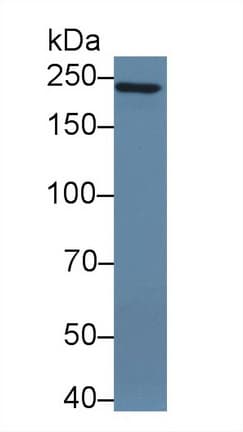 PTPRZ1 / Phosphacan Antibody