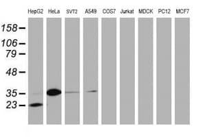JUN / c-Jun Antibody (clone OTI2A10)