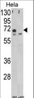LMOD1 Antibody (aa214-241)