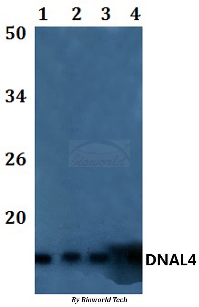 DNAL4 / Dynein Light Chain 4 Antibody