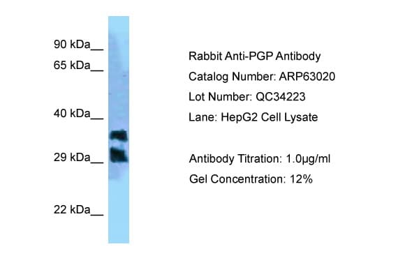 PGP Antibody (C-Terminus)