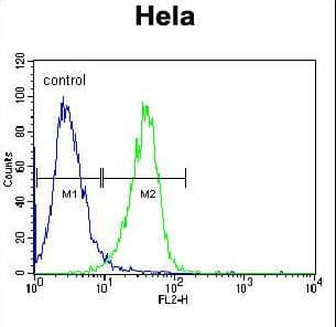 Polyclonal Rabbit anti-Human RAF1 / RAF Antibody (aa1-30, IHC, IF, WB)