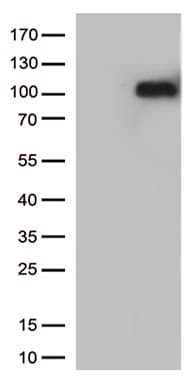 CRF2-12 / IL28RA Antibody (aa21-228, clone OTI1B1)