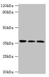 SLAMF7 / CRACC Antibody (aa23-226)