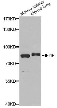 IFI16 Antibody