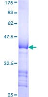 Human LTBP1 / LTBP-1 Protein (Recombinant GST, N-terminus)