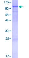 Human SPATA5 Protein (Recombinant GST)
