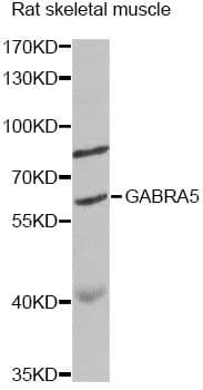 GABRA5 Antibody