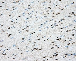CYP1A2 Antibody (clone OTI15E2)