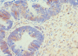BCL10 / BCL-10 Antibody (aa1-233)