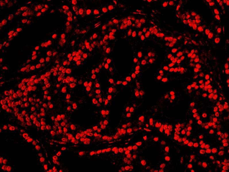 CREB1 / CREB Antibody (aa250-300)