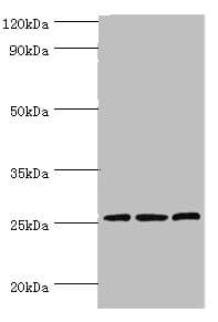 CLDN14 / Claudin 14 Antibody (aa140-239)