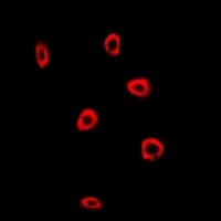 IHC-plus™ FXN / Frataxin Antibody