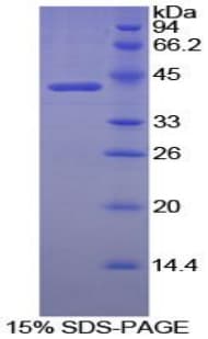 Dog CKB / Creatine Kinase BB Protein (Recombinant His)