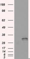 FAHD2A Antibody (clone OTI9D4, Carrier-free)
