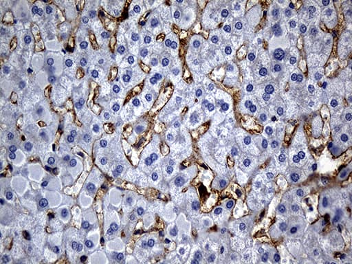 C9orf43 Antibody (clone OTI4F9)