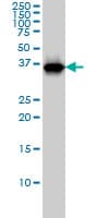 RFC4 Antibody (clone 1C12)