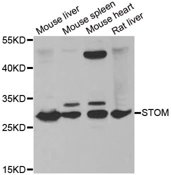 STOM / Stomatin Antibody