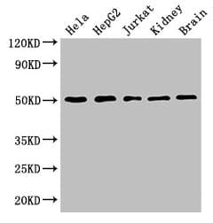 TUBA3C / Tubulin Alpha 3C Antibody