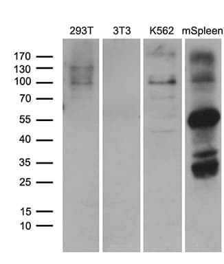ELF4 / MEF Antibody (aa83-345, clone OTI4D5)