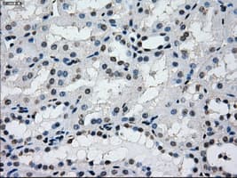 L1CAM Antibody (clone OTI2A6, Carrier-free)