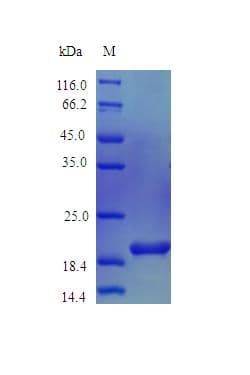 Mouse IL36B Protein (Recombinant)