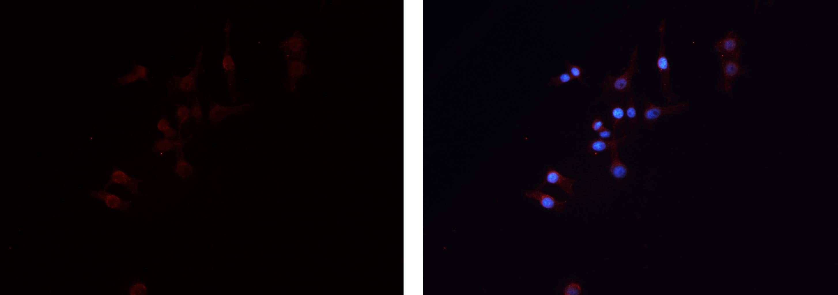 GNG7 Antibody