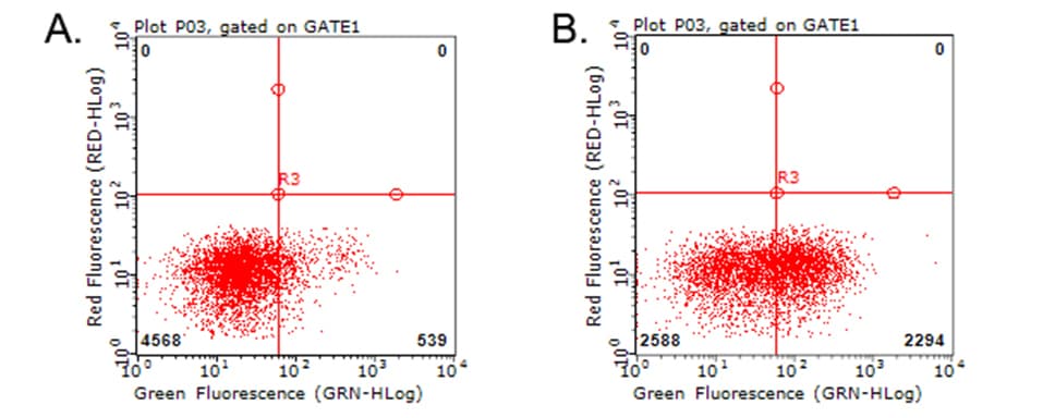 HAVCR2 / TIM-3 Antibody (clone OTI8H7)