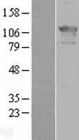 ZHX2 / RAF Protein (Over-Expression Lysate Myc-DDK (Flag))