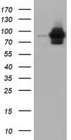 ALDH1L1 Antibody (clone OTI7G6)