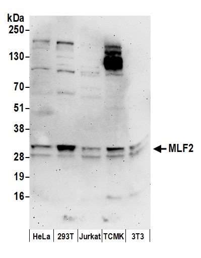 MLF2 Antibody (aa175-225)