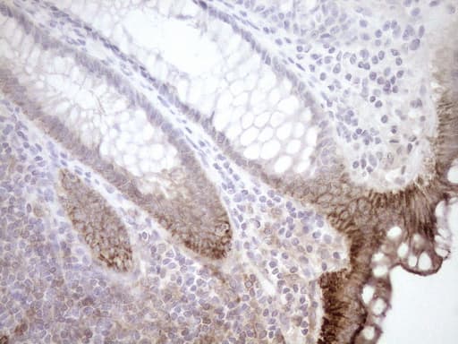 EPLIN Antibody (aa1-275, clone OTI8F7)