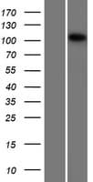 MCF2 / DBL Protein (Over-Expression Lysate Myc-DDK (Flag))