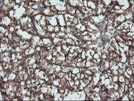 ATG3 Antibody (clone OTI3H2)