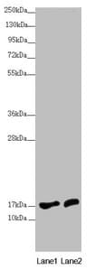 NDUFA12 / B17.2 Antibody