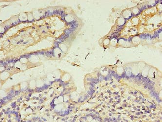 CALML4 Antibody