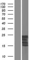 KLK6 / Kallikrein 6 Protein (Over-Expression Lysate Myc-DDK (Flag))