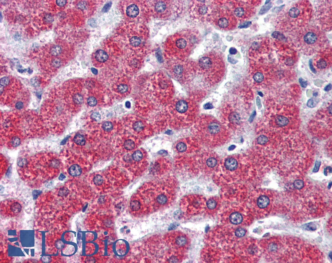 IHC-plus™ Polyclonal Rabbit anti-Human LPAR3 / LPA3 / EDG7 Antibody (Internal, IHC)
