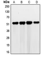 G3BP2 Antibody (C-Terminus)