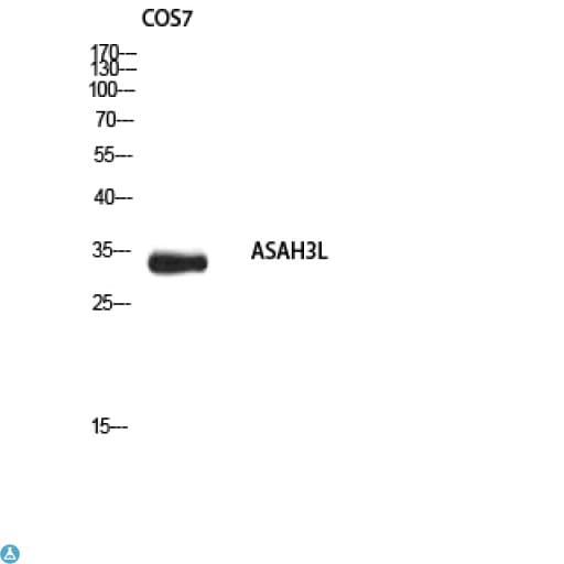 ACER2 Antibody