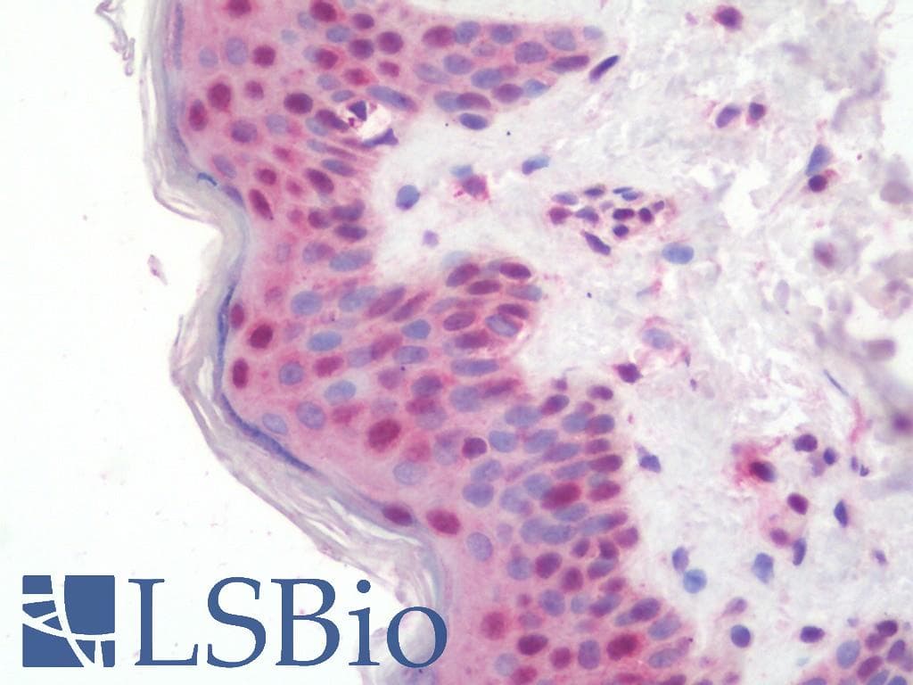 IHC-plus™ ZMAT2 Antibody