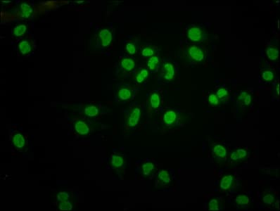 HIST1H4I Antibody