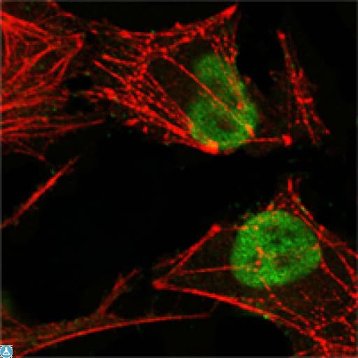 MSH2 Antibody