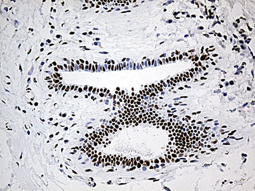 Monoclonal Mouse anti-Human DDX39B / UAP56 Antibody (clone OTI7H4, Carrier-free, aa319-428, IHC, WB)
