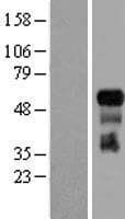 TRAF3 Protein (Over-Expression Lysate Myc-DDK (Flag))