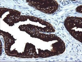 MDM4 / MDMX Antibody (clone OTI3H2, Carrier-free)