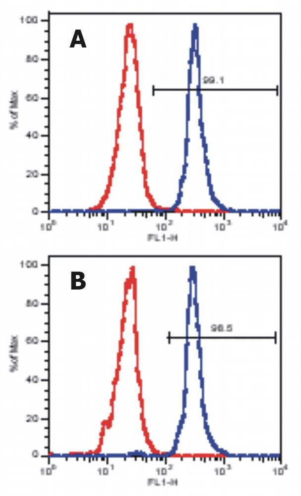 LAT Antibody (Cytoplasmic Domain, clone LAT-01)