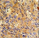 CCNA2 / Cyclin A2 Antibody (aa51-84)